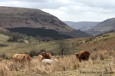highland cattle,fauxidermy,black mountains,brecon beacons,fauxidermy,taxidermy,wakes